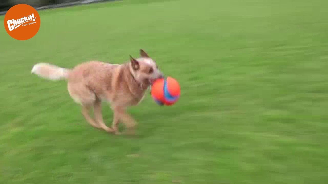 Chuckit! Kick Fetch Dog - all for animals