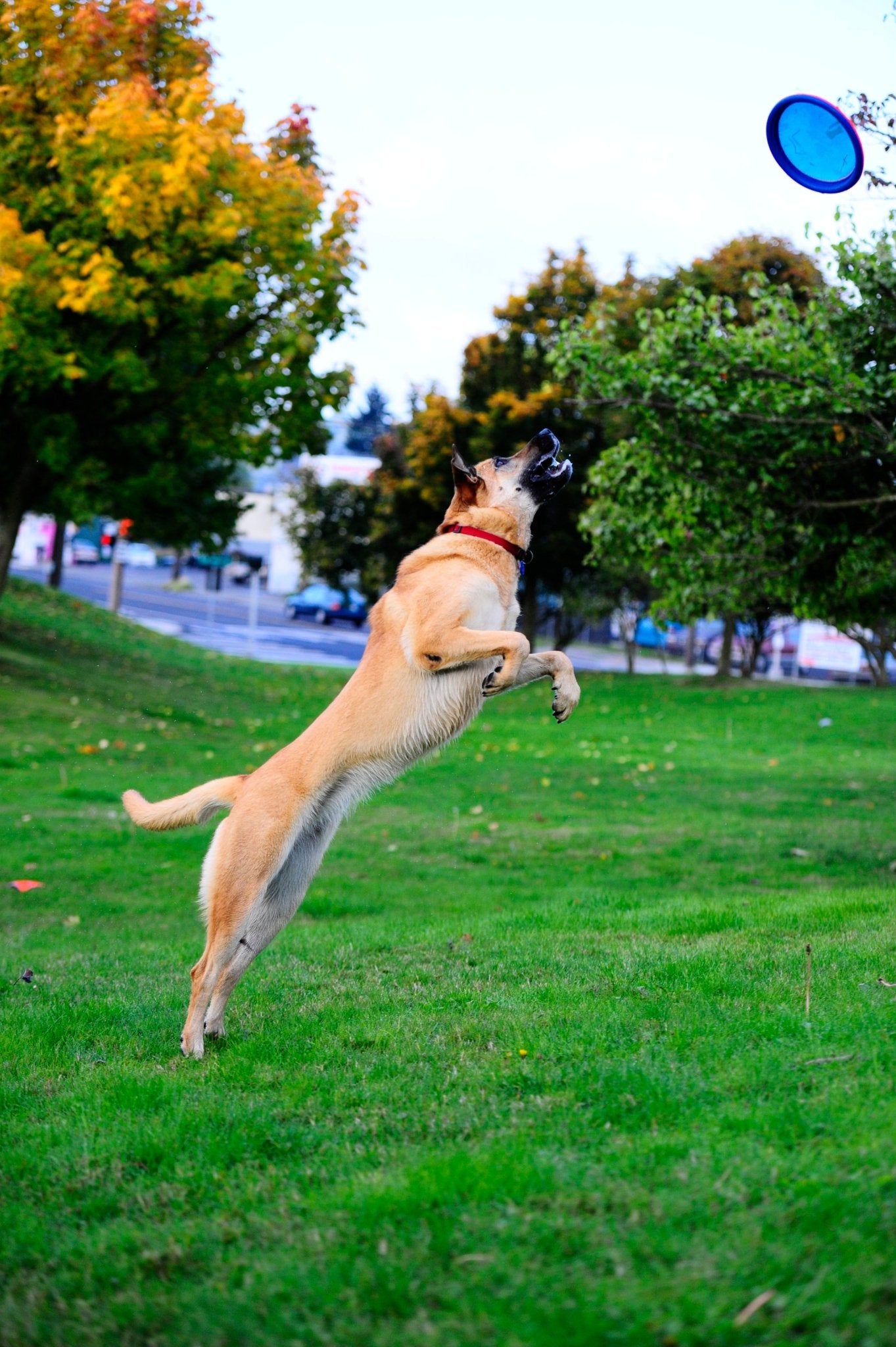 Chuckit! Paraflight - all for animals