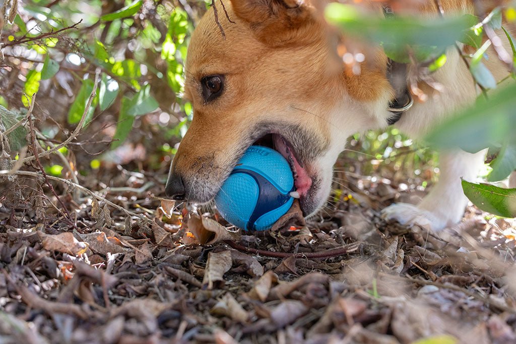 Chuckit! Sniff Fetch Ball Bacon & Peanut Butter M 4 - pack - all for animals