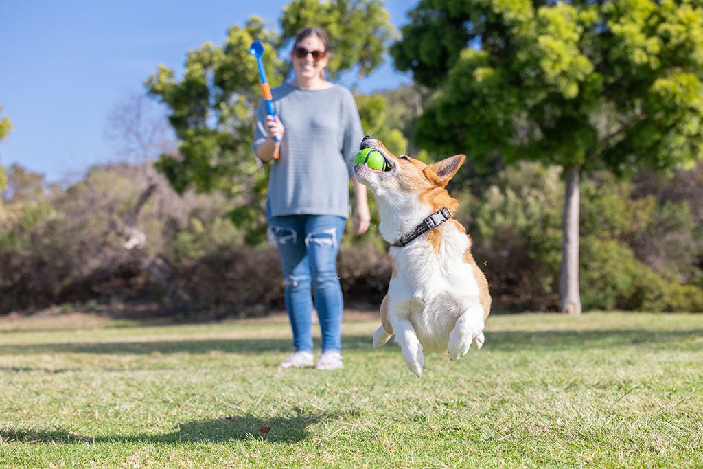 Chuckit! Sniff Fetch Ball Bacon & Peanut Butter M 4 - pack - all for animals