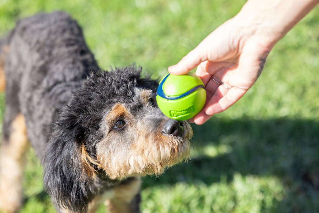 Chuckit! Sniff Fetch Ball Bacon & Peanut Butter M 4 - pack - all for animals