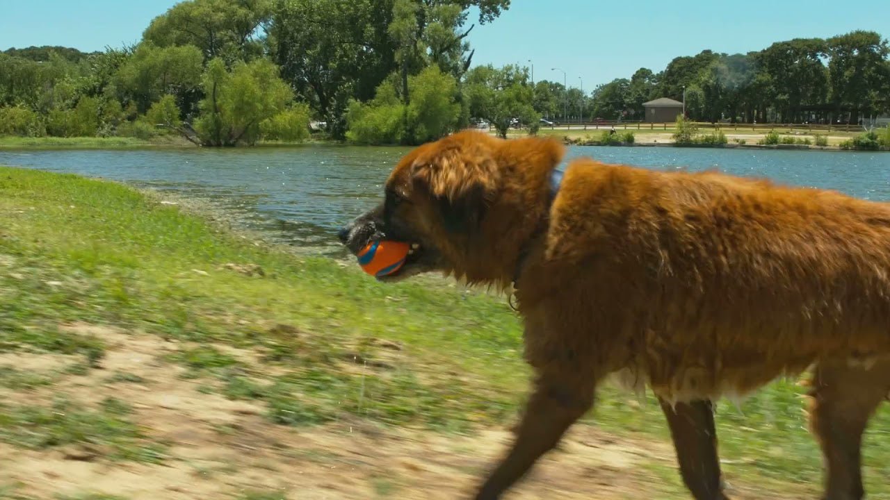 Chuckit! Ultra Ball - all for animals