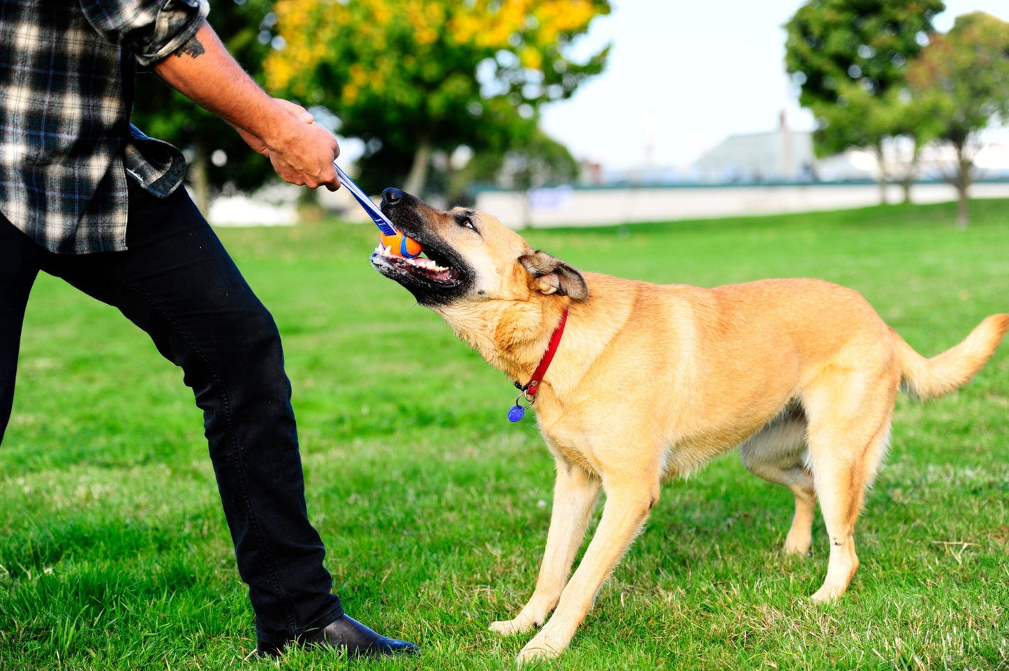 Chuckit! Ultra Tug - all for animals