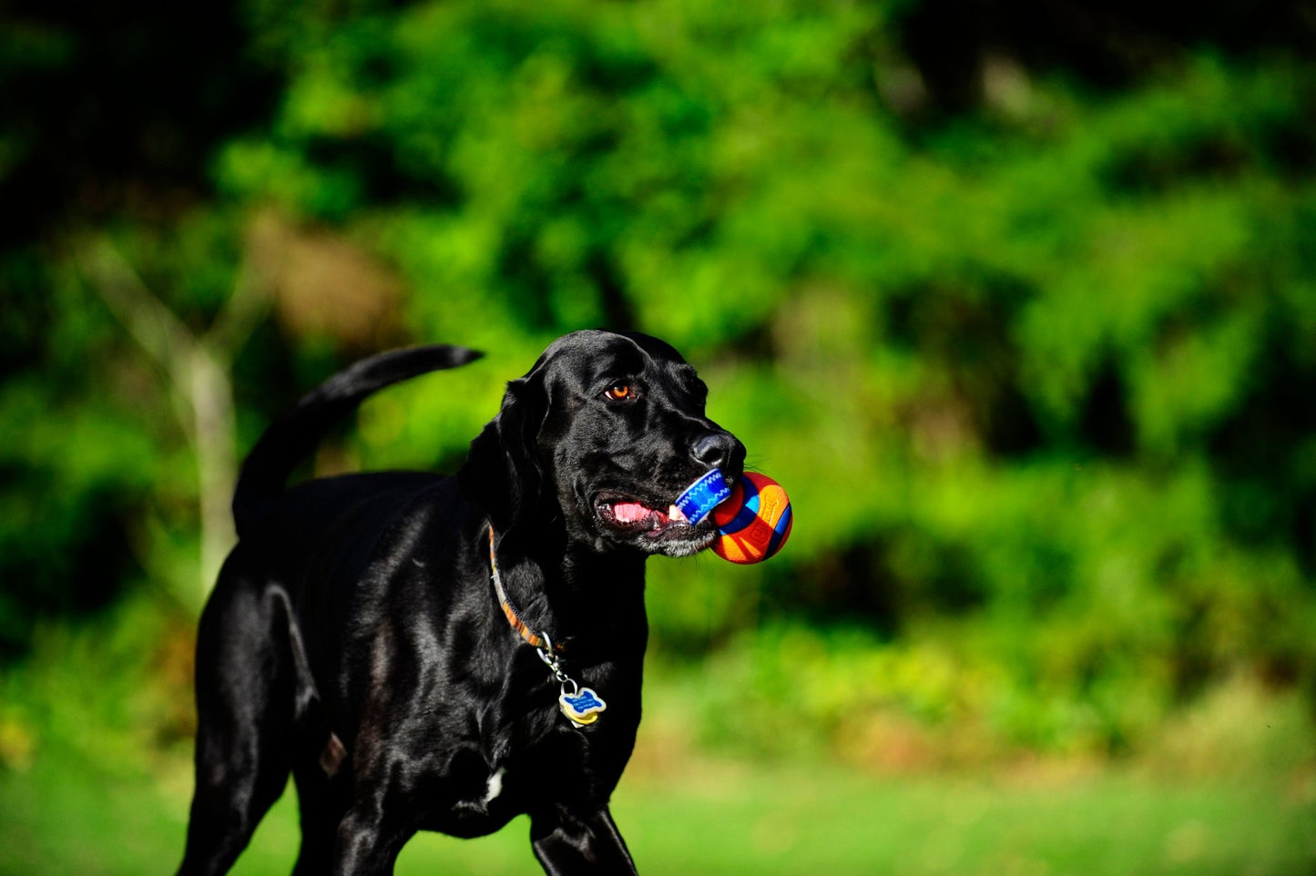 Chuckit! Ultra Tug - all for animals