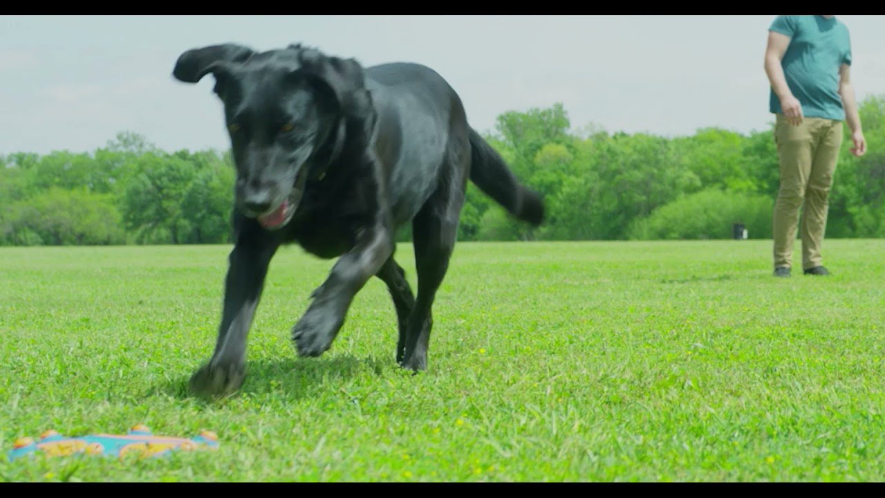 Chuckit! Whistle Flight - all for animals