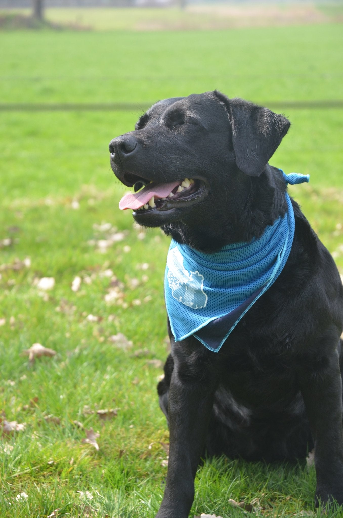 CoolPets Cooling Bandana S - all for animals