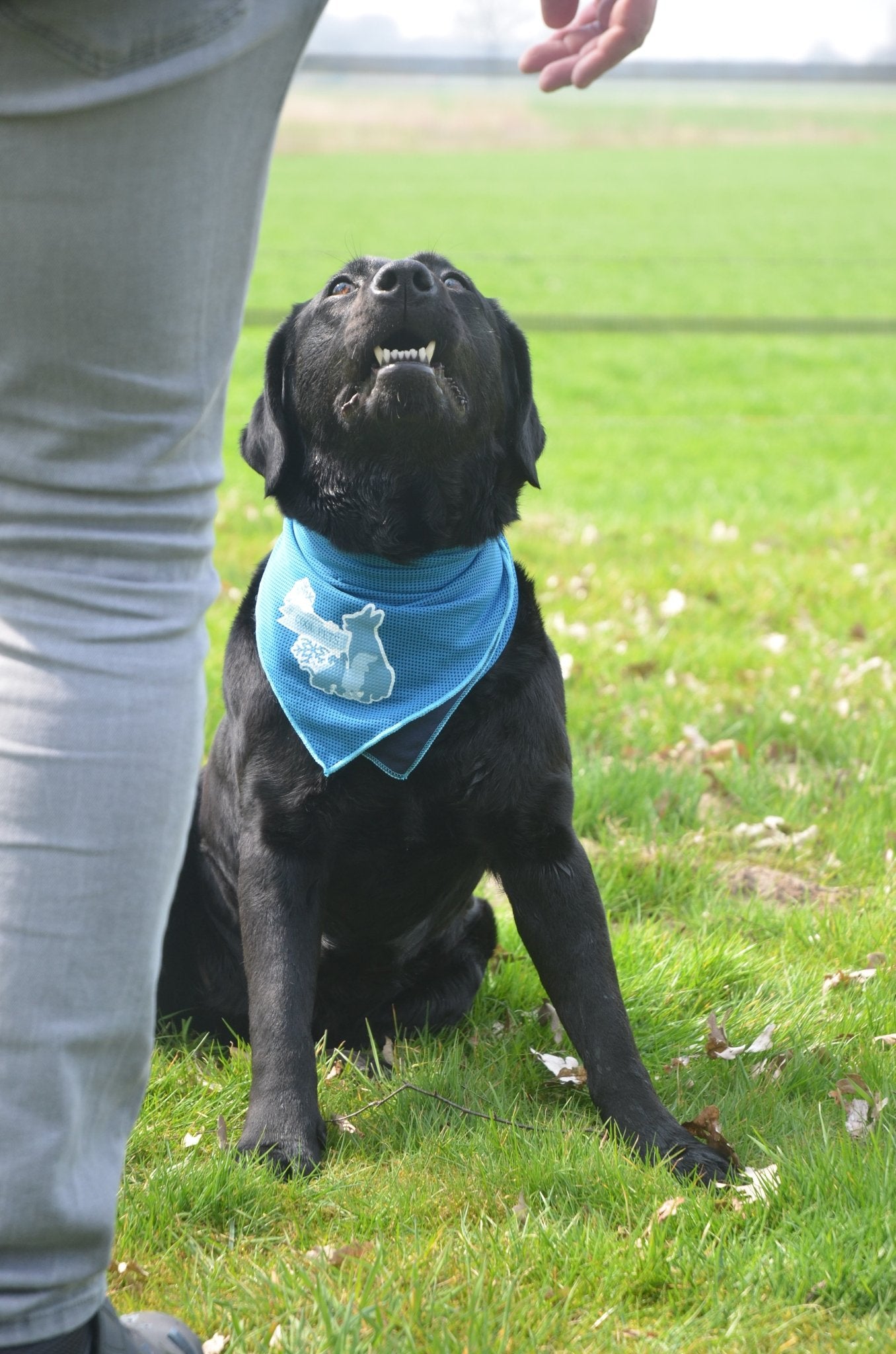 CoolPets Cooling Bandana S - all for animals