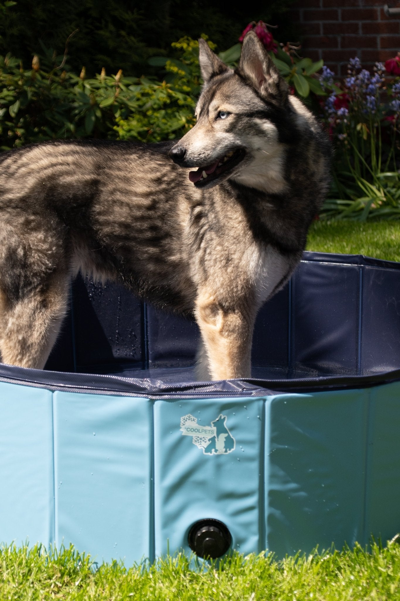 CoolPets Splash Dog Pool ø 80 x 20 cm - all for animals
