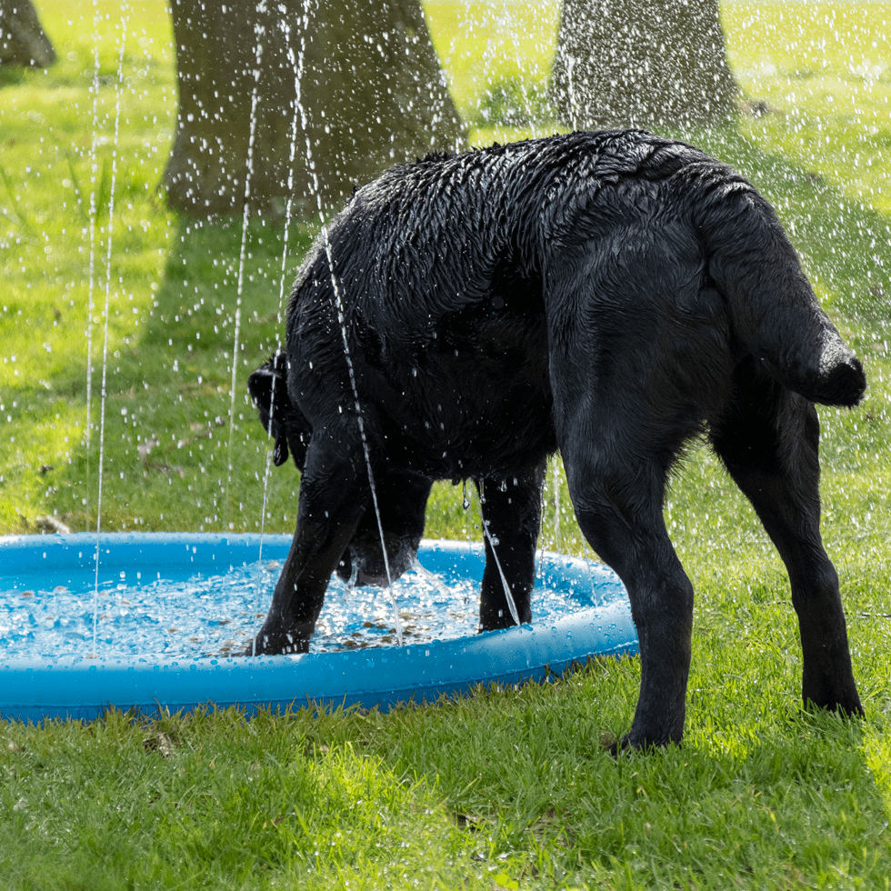 CoolPets Splash Pool Water Sprinkler 100 cm - all for animals
