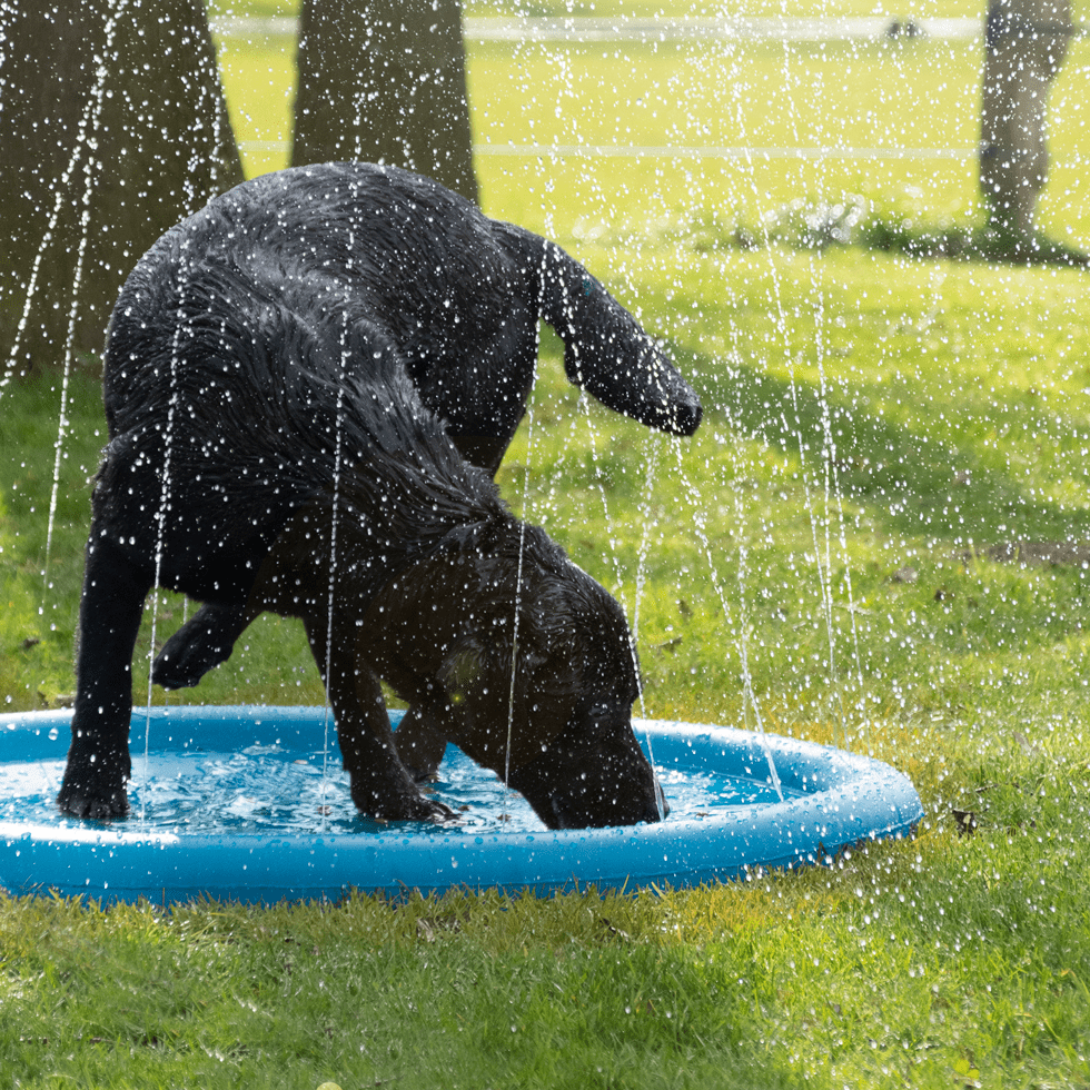 CoolPets Splash Pool Water Sprinkler 100 cm - all for animals
