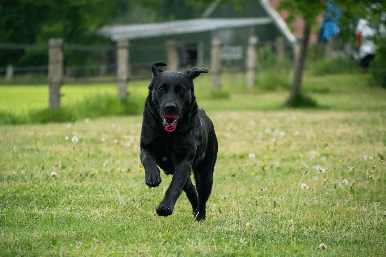 Dog Comets Blazar Jet - all for animals