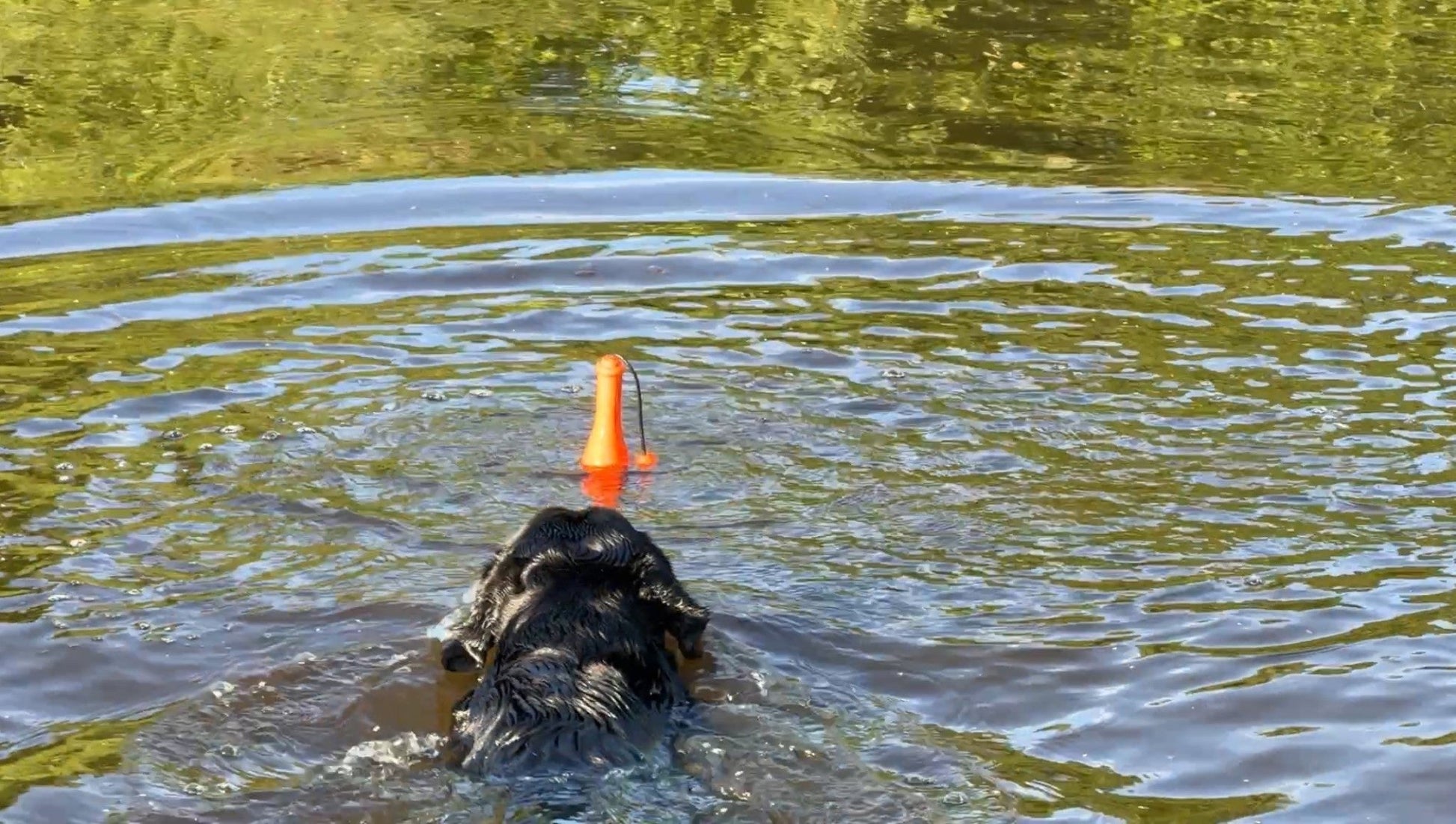 Dog Comets Bobber - all for animals