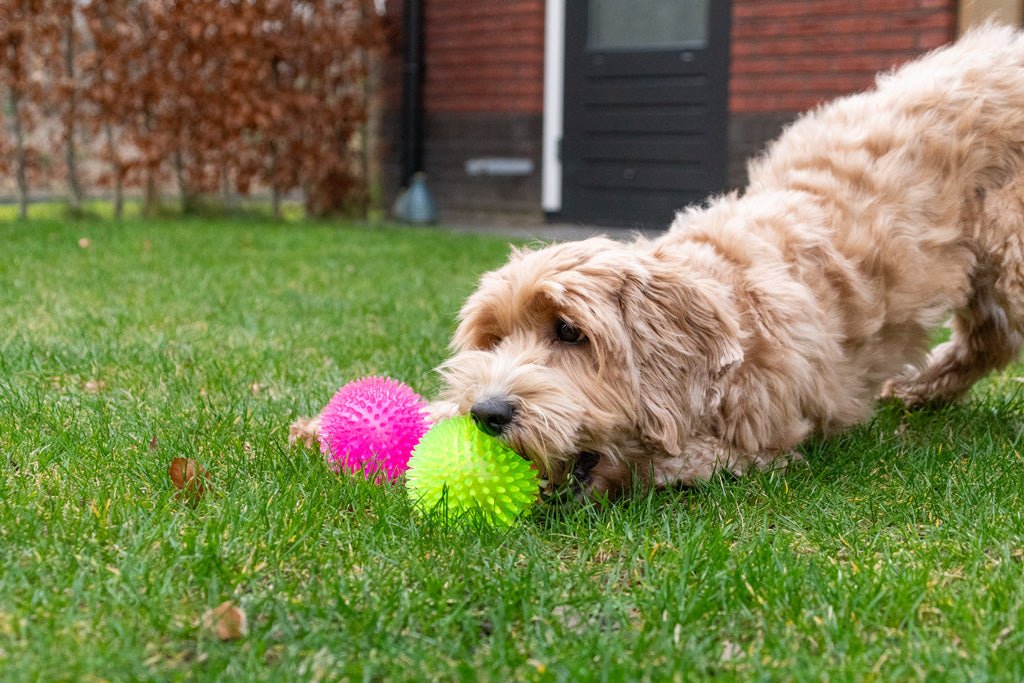 Dog Comets Exoplanet Egelbal S - all for animals