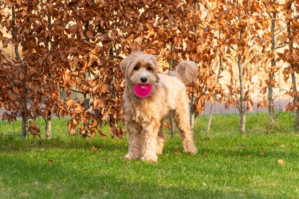 Dog Comets Exoplanet Egelbal S - all for animals