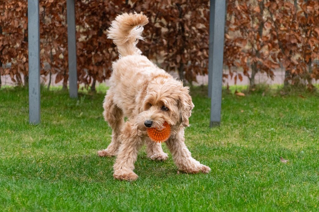Dog Comets Exoplanet Egelbal S - all for animals