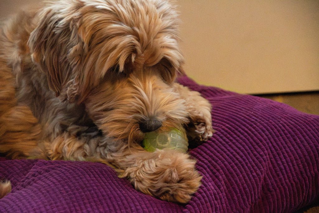 Dog Comets Glow In The Dark Moon Bal S - all for animals