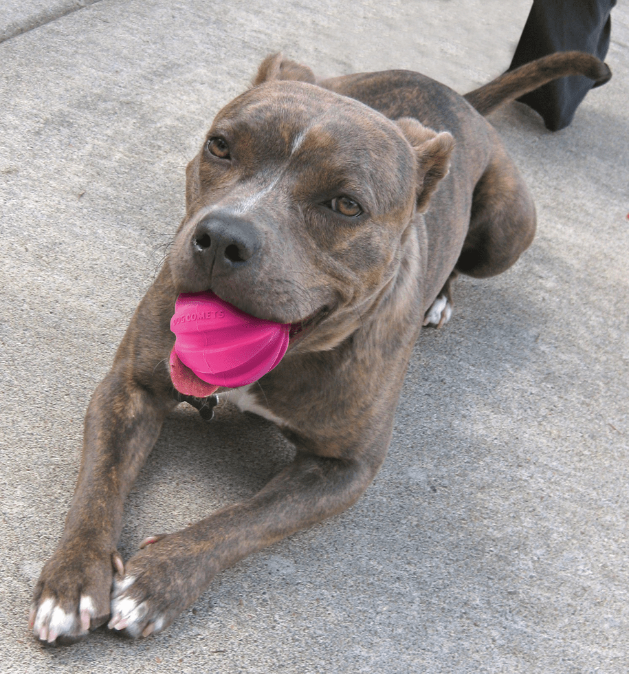 Dog Comets Halley Roze - all for animals