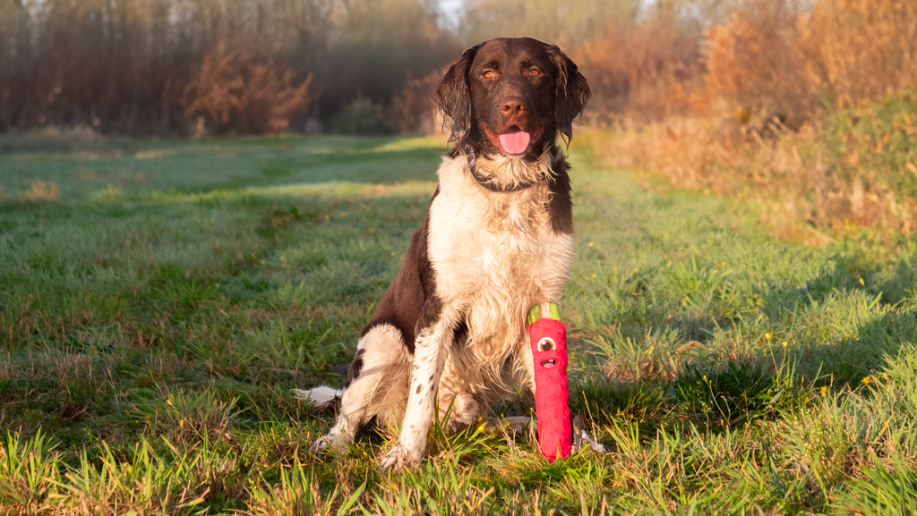 Dog Comets Invaders Roze - all for animals