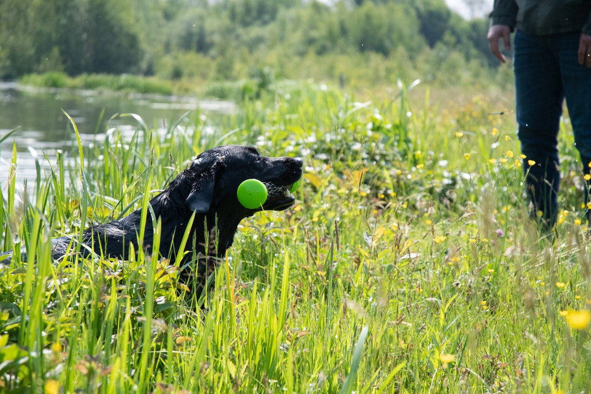 Dog Comets Meteor Werpstok Groen - all for animals