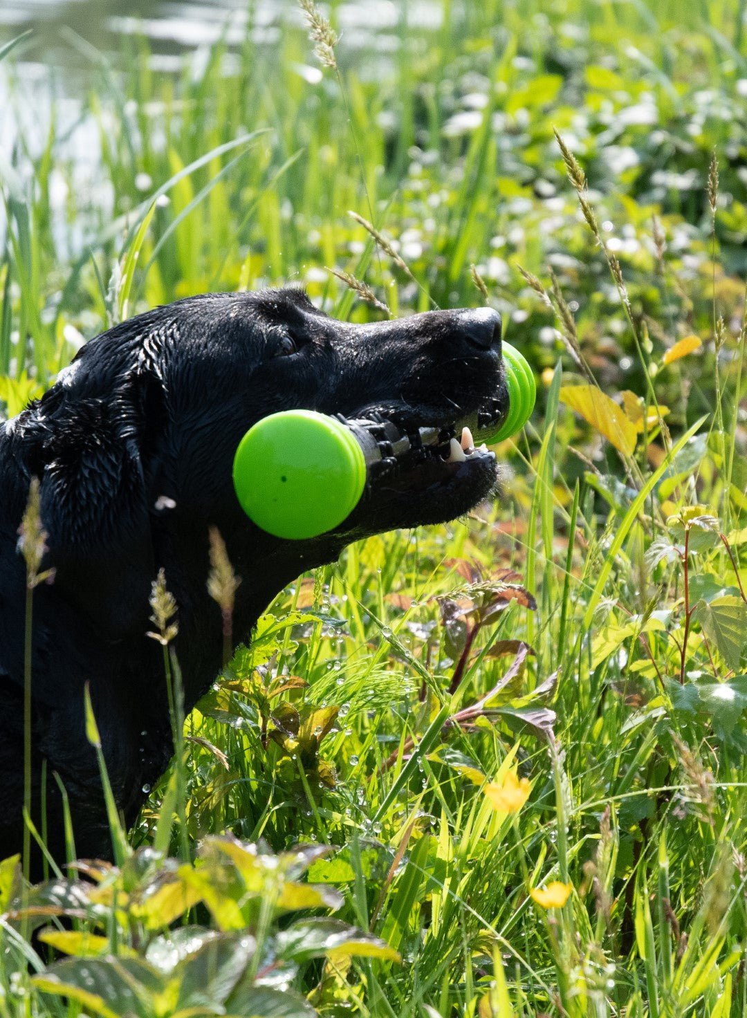 Dog Comets Meteor Werpstok Groen - all for animals