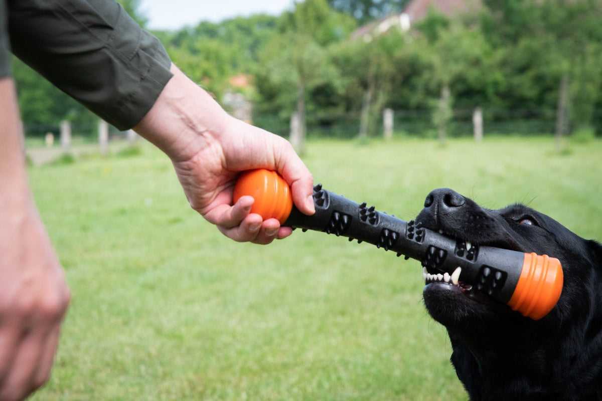 Dog Comets Meteor Werpstok Oranje - all for animals