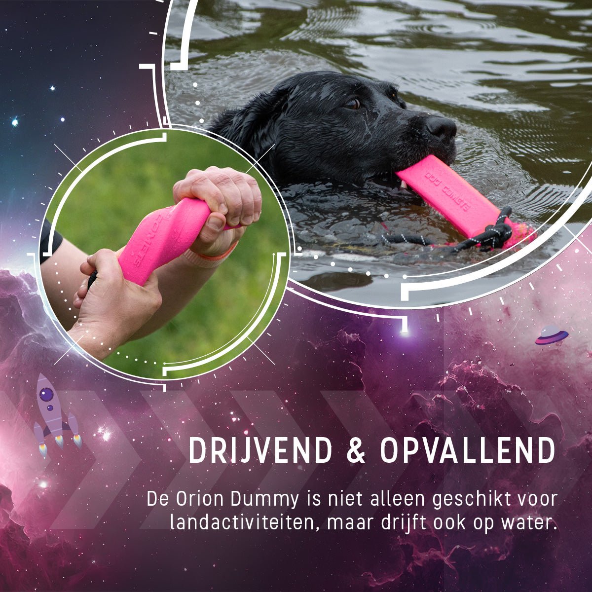 Dog Comets Orion - all for animals