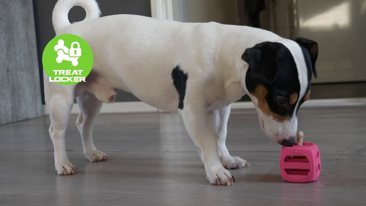 Dog Comets Pollux Oranje - all for animals