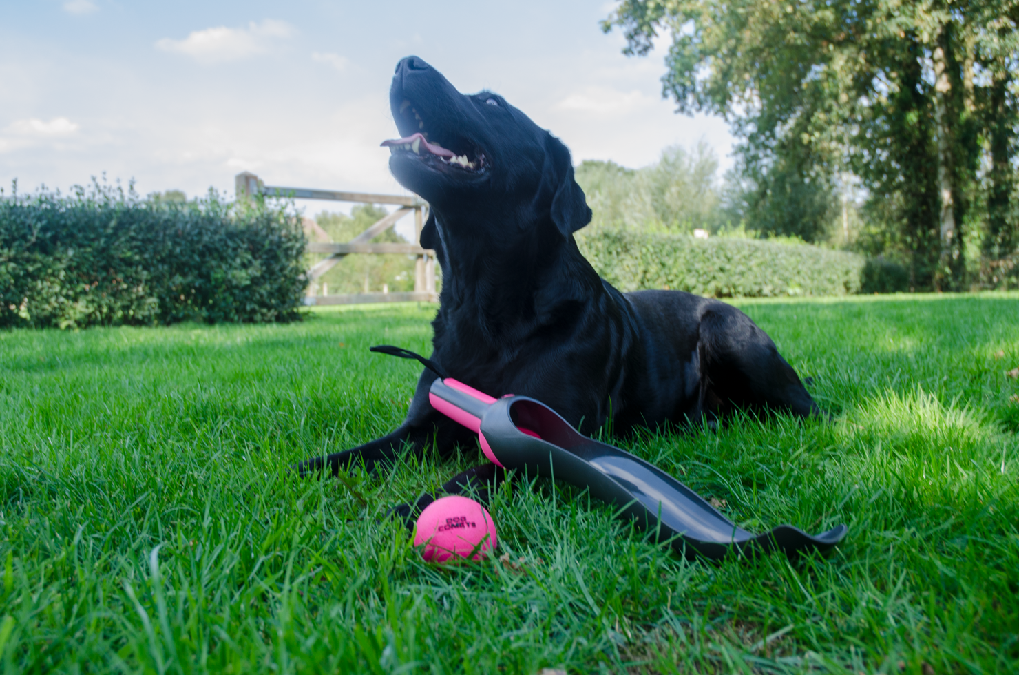Dog Comets Star Launcher - all for animals