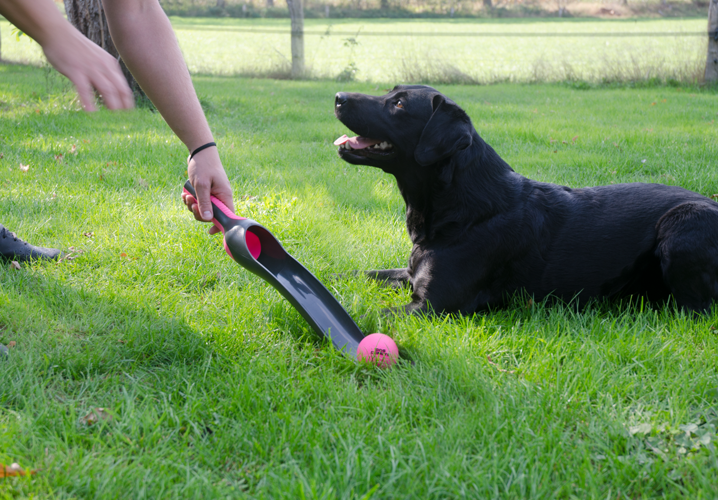 Dog Comets Star Launcher - all for animals