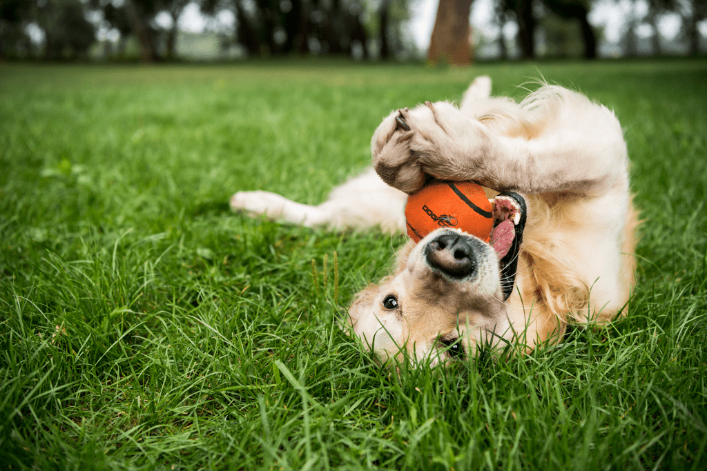 Dog Comets Tennisbal Met Pieper Neutron Star M - all for animals