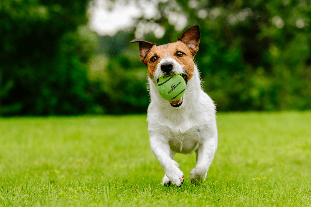 Dog Comets Tennisbal Met Pieper Neutron Star M - all for animals