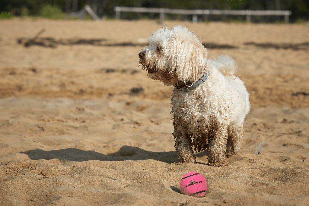 Dog Comets Tennisbal Met Pieper Neutron Star M - all for animals