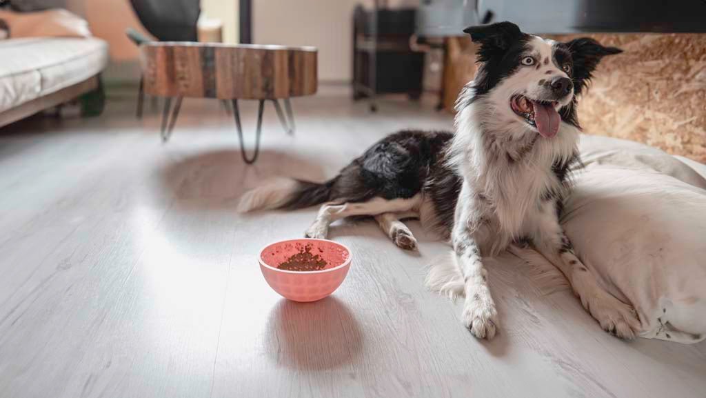 Eat Slow Live Longer Lick Mat Wobble Bowl - all for animals
