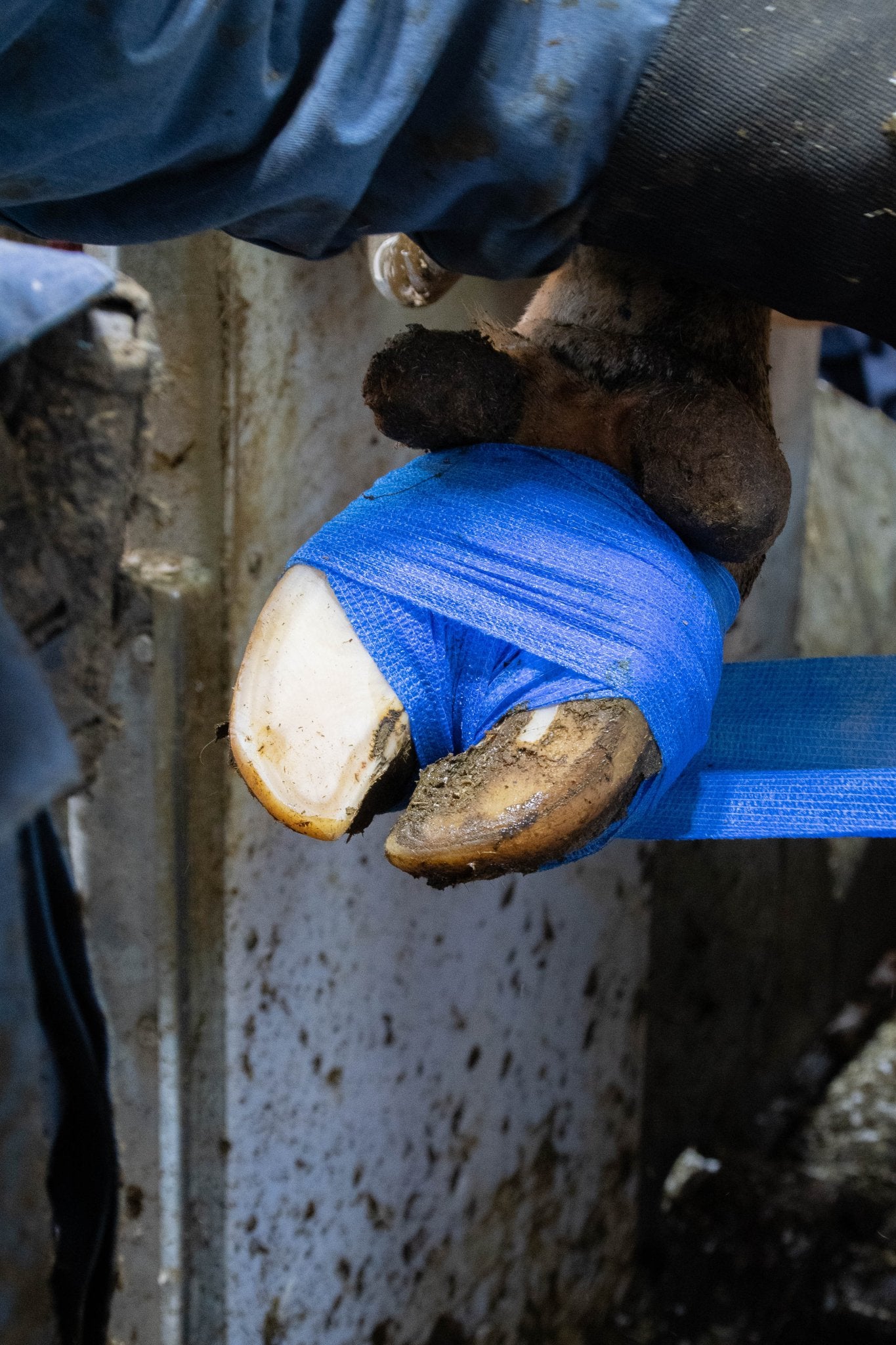 Excellent Bandage Animal Profi 10 cm - all for animals