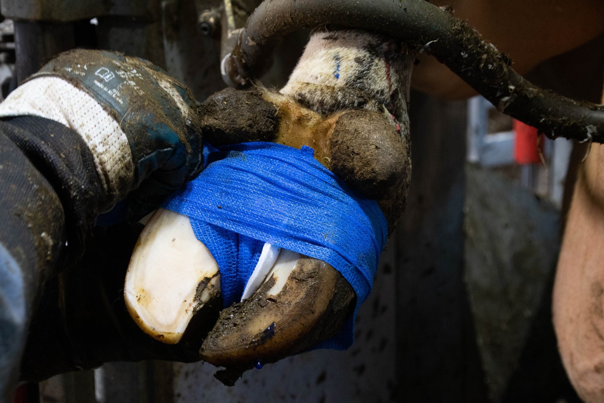 Excellent Bandage Animal Profi 10 cm - all for animals