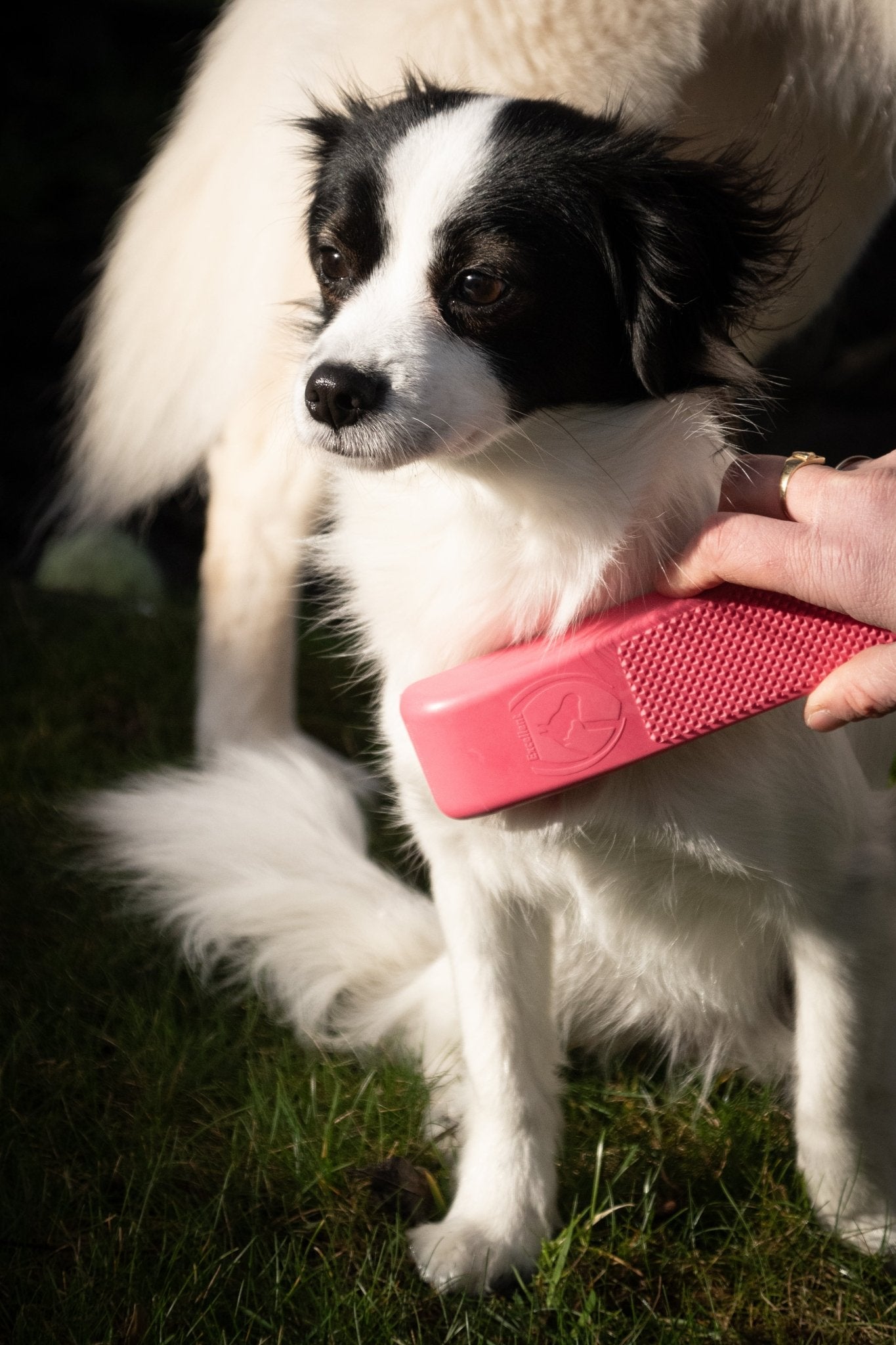 Excellent Pets Grooming Brush Medium - all for animals