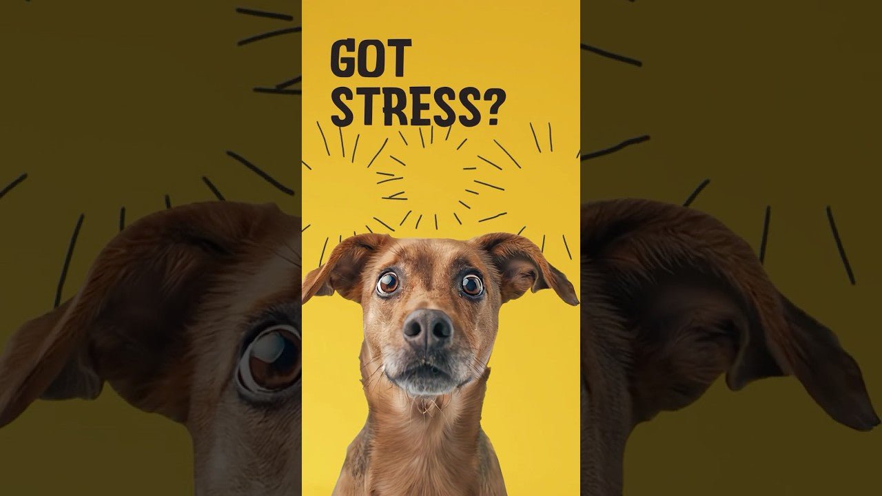 Excellent Pets No Stress Soft Chews 60 Treats - all for animals