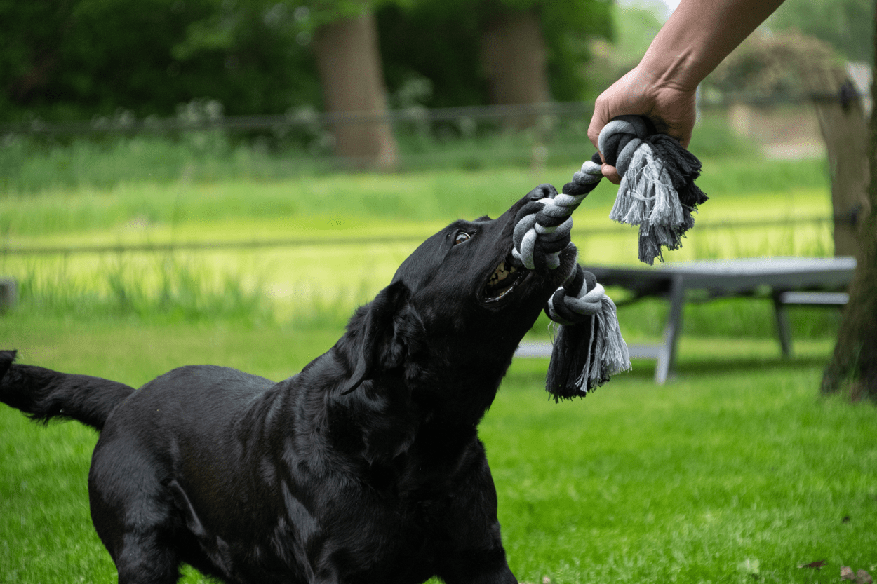 Floss Toss Dental Rope 3 Knot - 55 cm - all for animals
