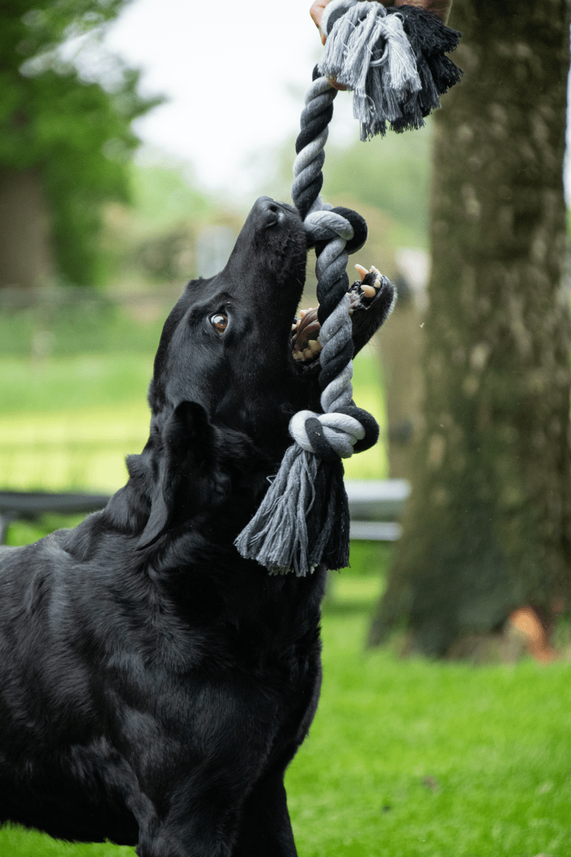Floss Toss Dental Rope 4 Knot - 85 cm - all for animals