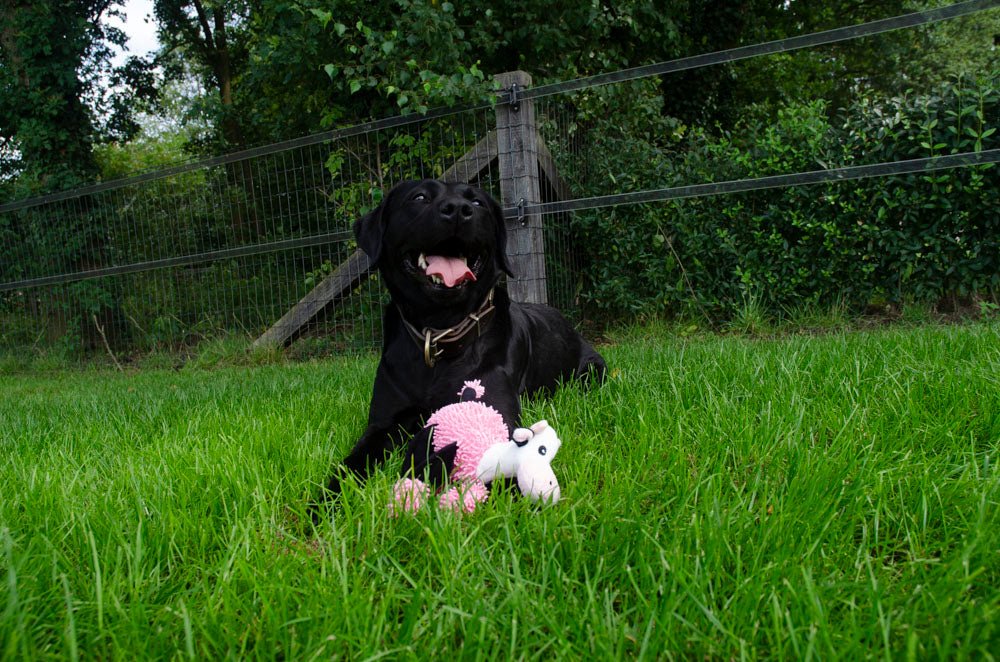Fuzzle met 5 piepers Koe - all for animals