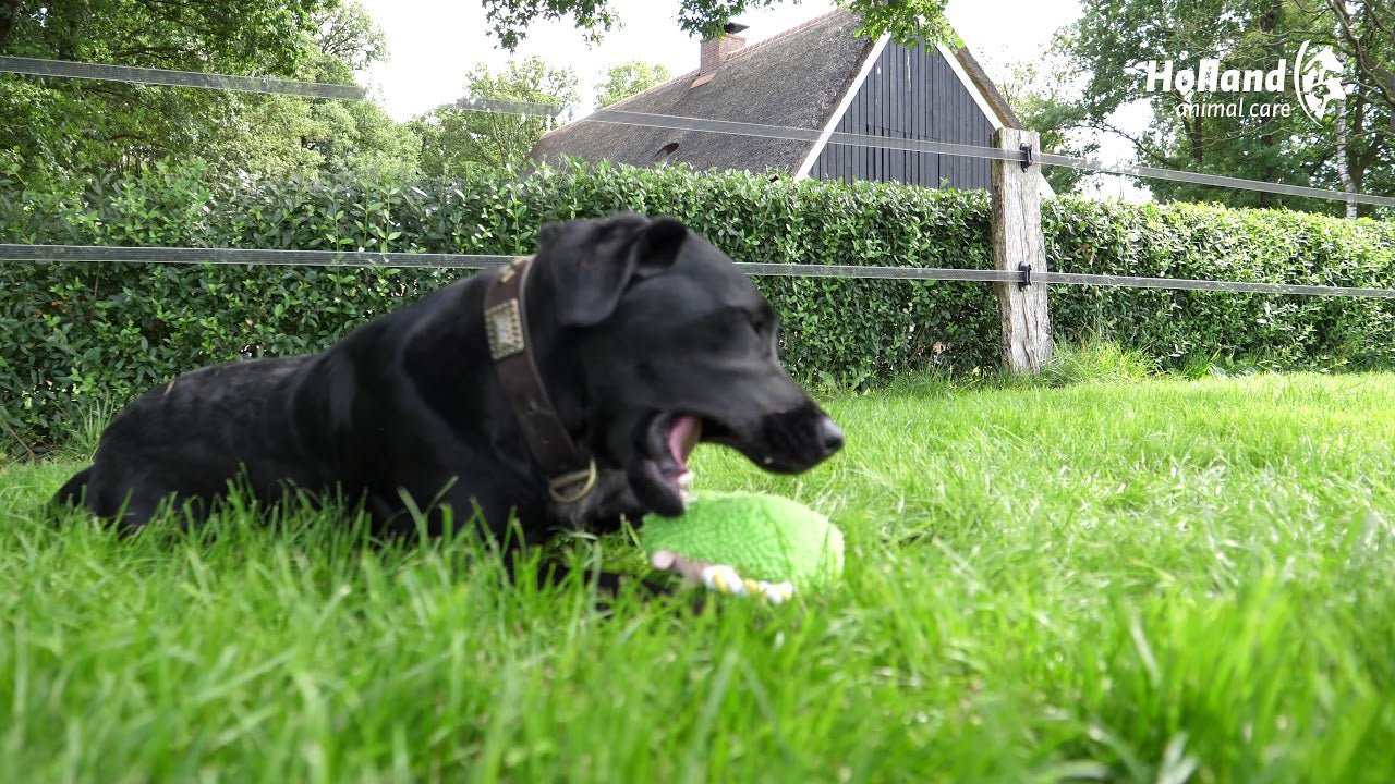 Fuzzle met pieper Beer - all for animals