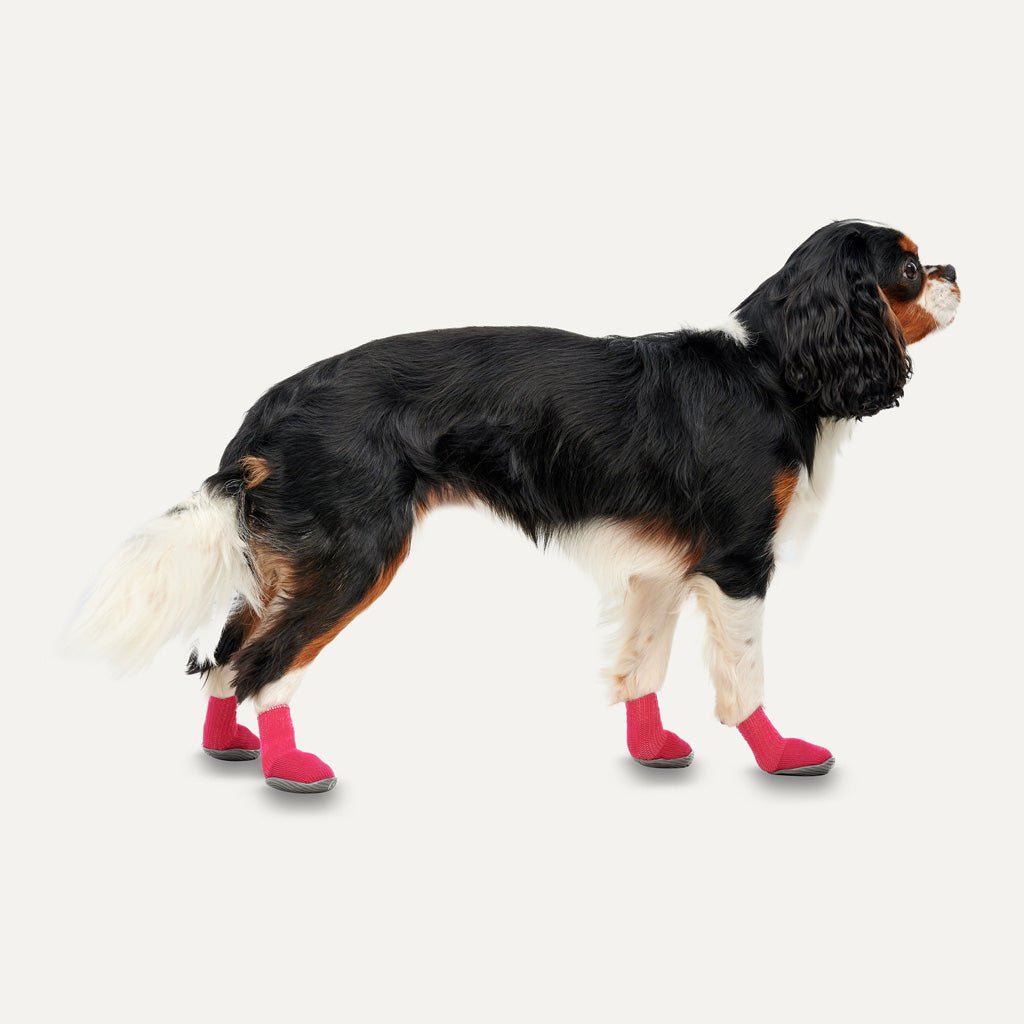 Goo - eez Dog Boots Lites 4 Per Pack M Rood/Zwart - all for animals