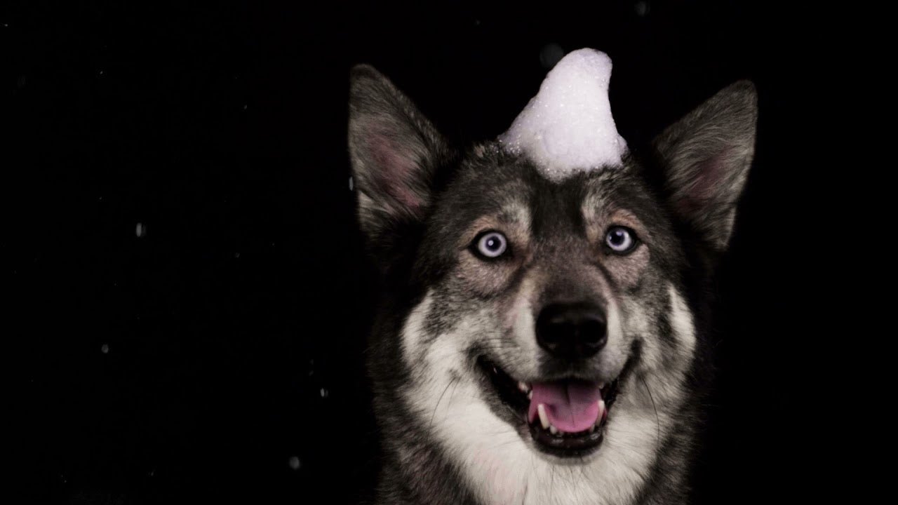 Groomers Secret Shampoo Bar Appel - all for animals