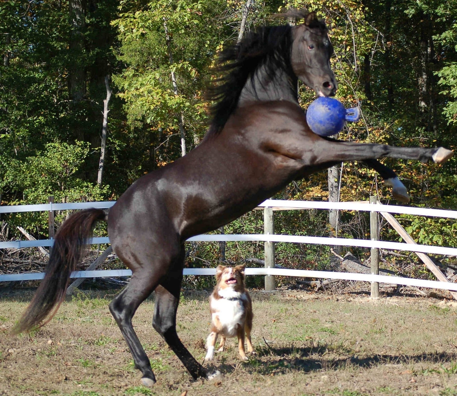 Jolly Ball Dual - all for animals