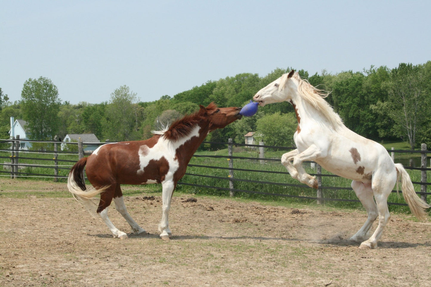 Jolly Ball Dual - all for animals