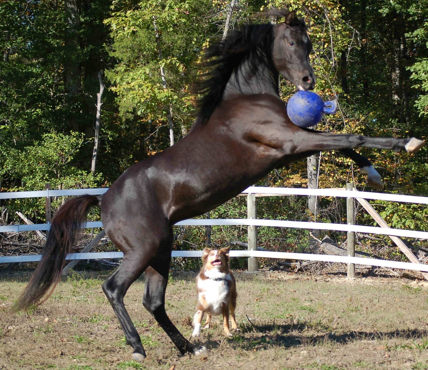 Jolly Ball Dual - all for animals