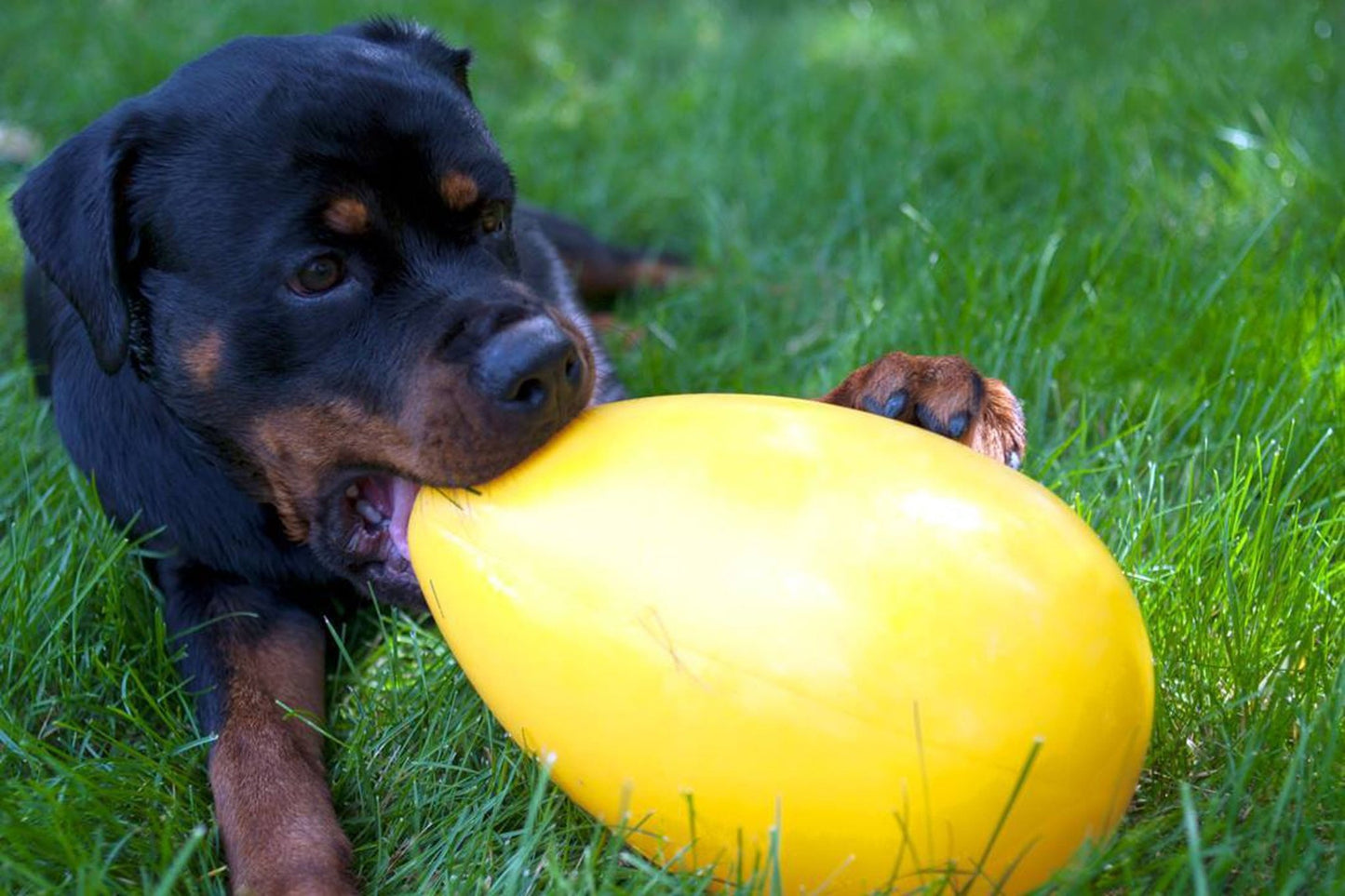 Jolly Egg - all for animals