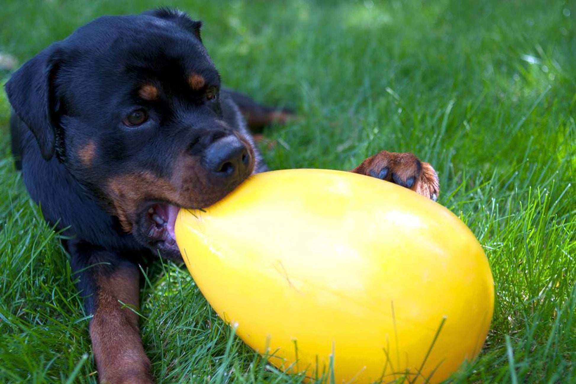 Jolly Egg - all for animals