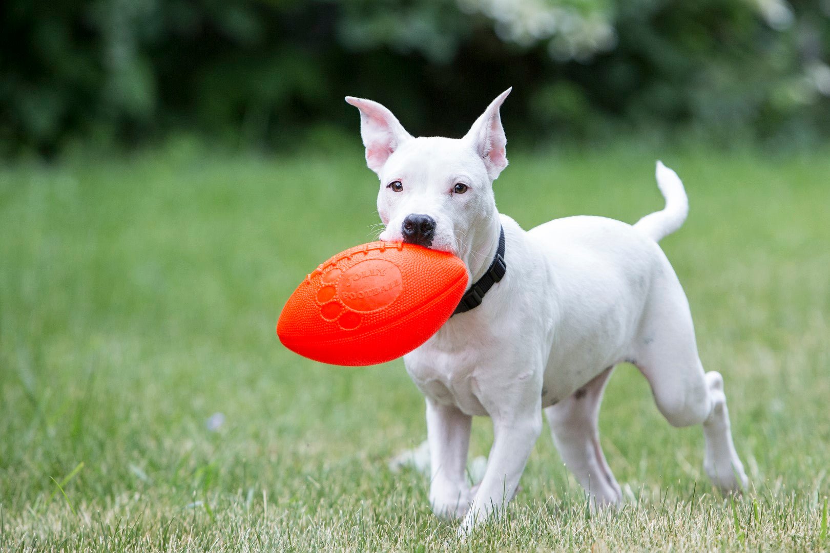 Jolly Football Vanille - all for animals
