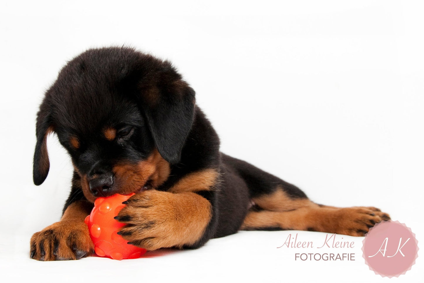 Jolly Jumper Oranje S (7,6 cm) - all for animals